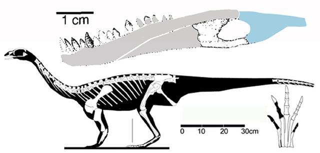 1亿年前缅甸琥珀中发现萤火虫祖先——白垩光萤科昆虫