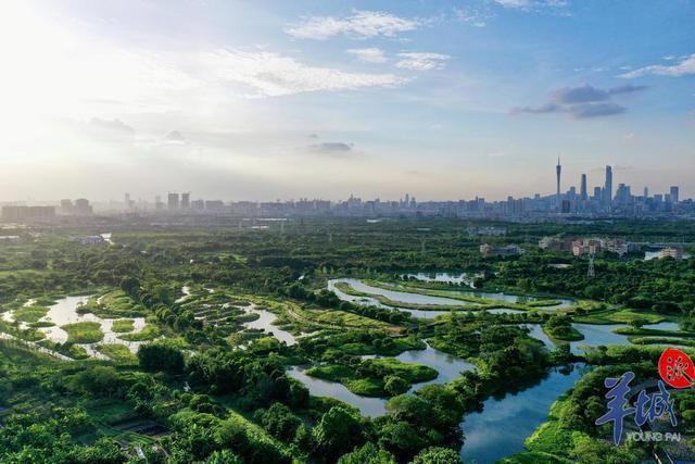 海珠斯萤叶甲！广州海珠国家湿地公园发现昆虫新物种