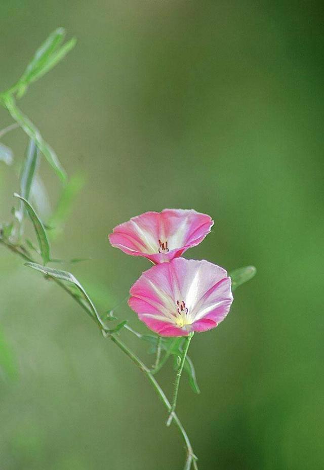 火影忍者历代水影篇——鬼灯幻月