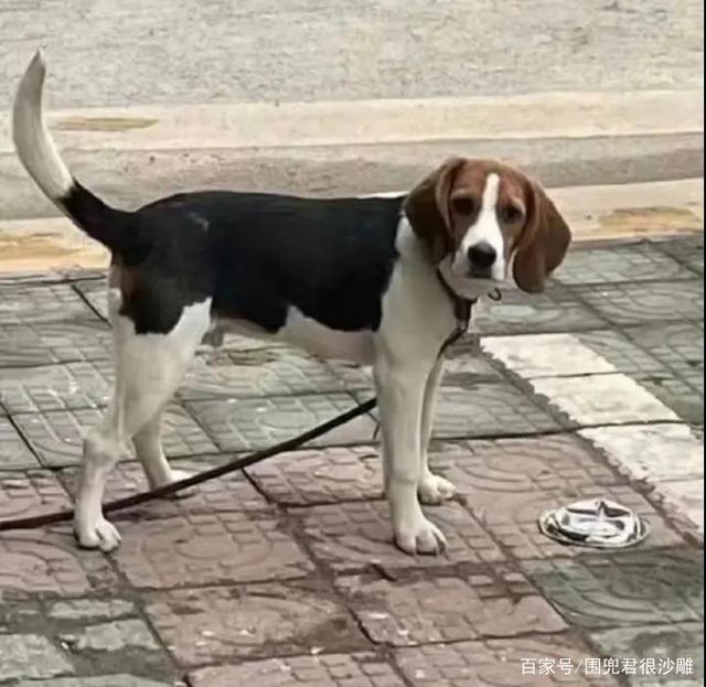 原神？2077？我直接充了永久的P站会员！