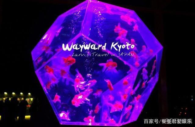 日本京都首屈一指的赏樱胜地,拥有“樱花王者”称誉的八重樱!