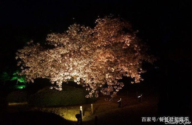 日本京都首屈一指的赏樱胜地，拥有“樱花王者”称誉的八重樱！