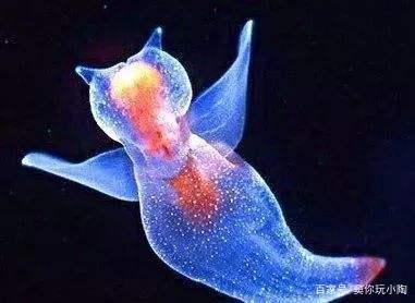 精灵宝可梦——神奥霏欧纳和苍海的王子玛纳霏