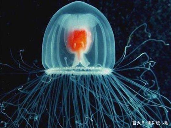 精灵宝可梦——神奥霏欧纳和苍海的王子玛纳霏