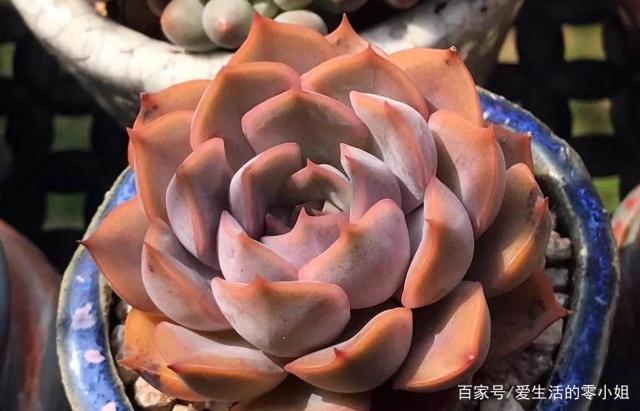 菲欧娜、橙梦露、佛罗伦萨，“欧洲贵族范儿”名字的多肉长啥样