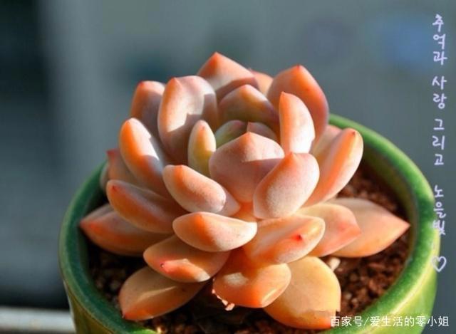 菲欧娜、橙梦露、佛罗伦萨，“欧洲贵族范儿”名字的多肉长啥样