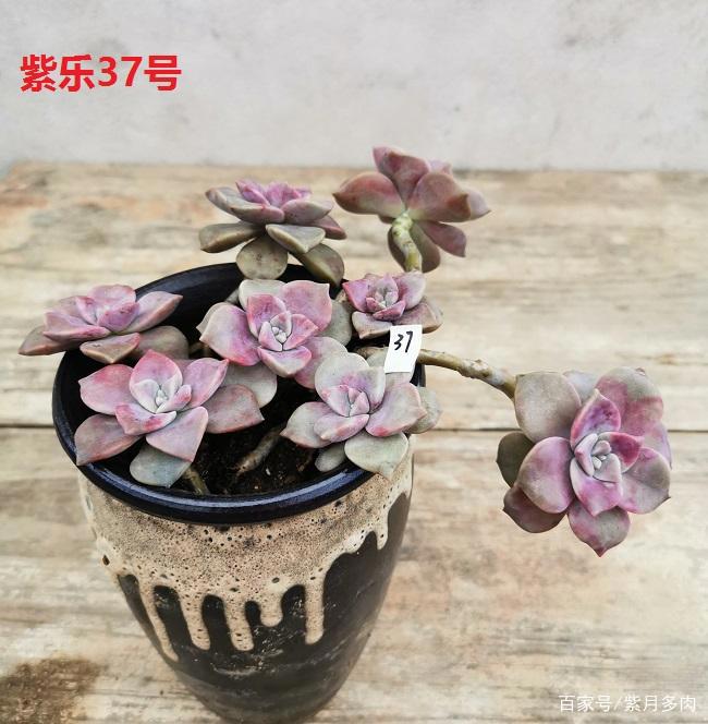 多肉植物好养活的几个品种，菲欧娜这个季节还能有粉紫色很美