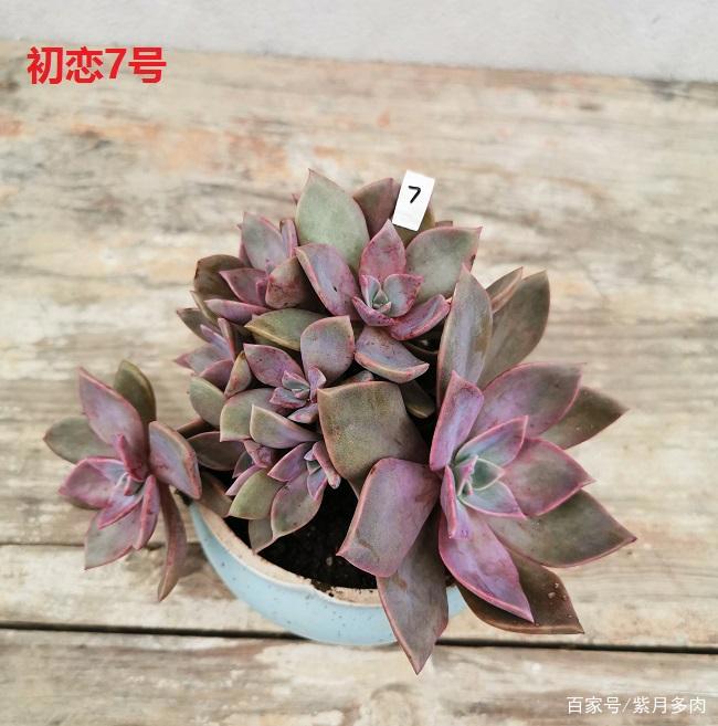 多肉植物好养活的几个品种，菲欧娜这个季节还能有粉紫色很美