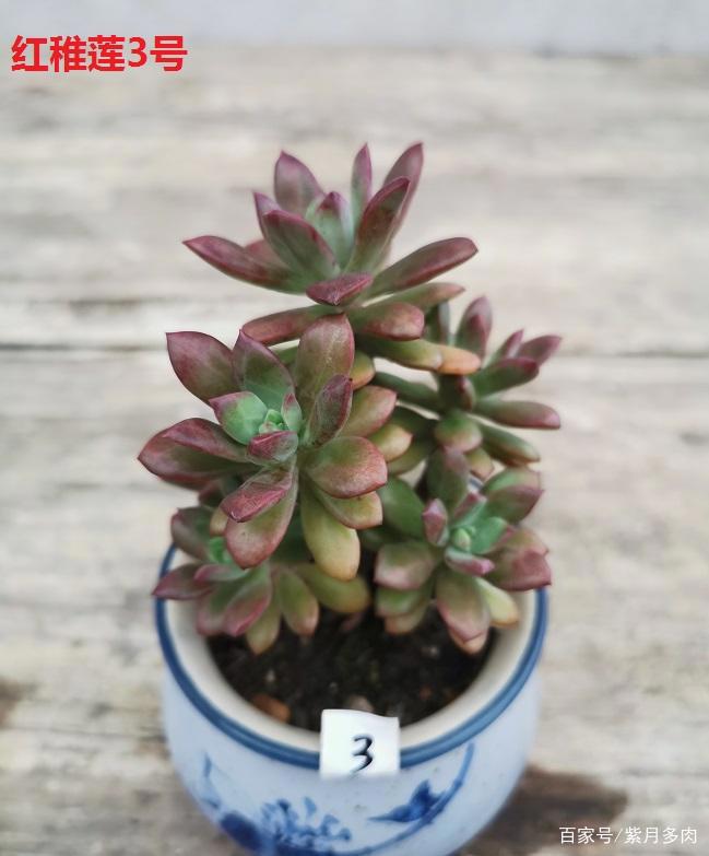 多肉植物好养活的几个品种，菲欧娜这个季节还能有粉紫色很美