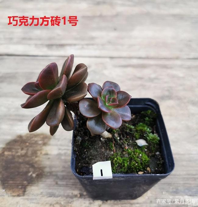 多肉植物好养活的几个品种，菲欧娜这个季节还能有粉紫色很美