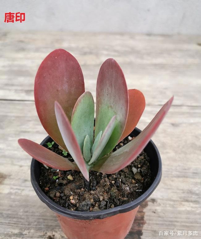 多肉植物好养活的几个品种，菲欧娜这个季节还能有粉紫色很美