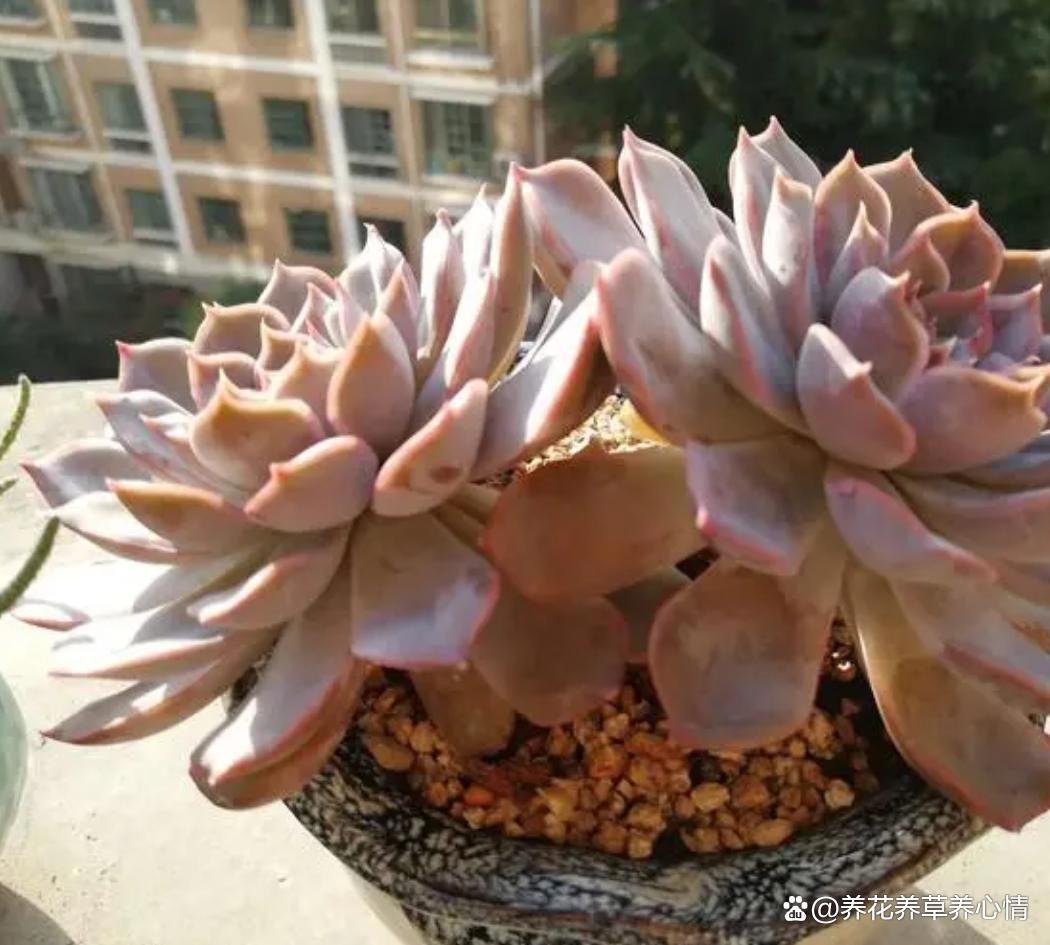 喜欢多肉不如养盆菲欧娜，度夏容易颜值高，真的很漂亮哦