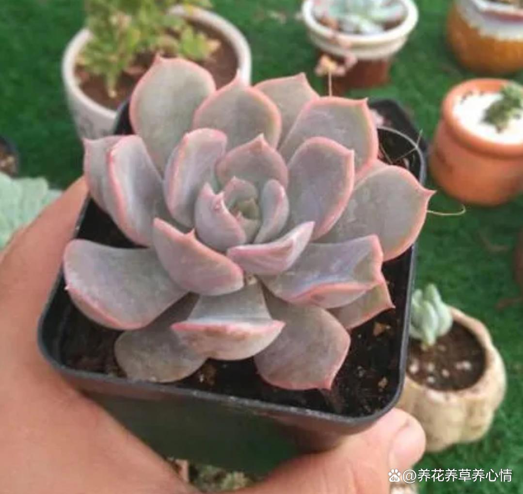 喜欢多肉不如养盆菲欧娜,度夏容易颜值高,真的很漂亮哦