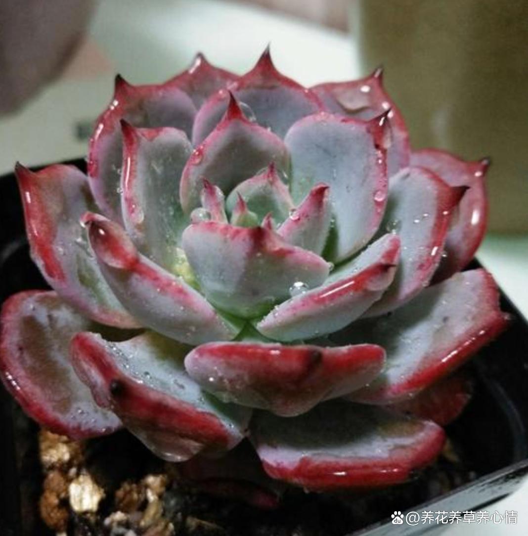 喜欢多肉不如养盆菲欧娜,度夏容易颜值高,真的很漂亮哦