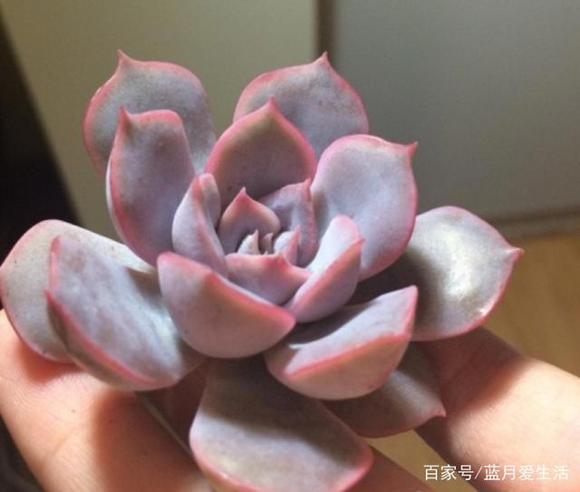 紫色菲欧娜出状态后简直是太美了，如此养轻松度夏哦！