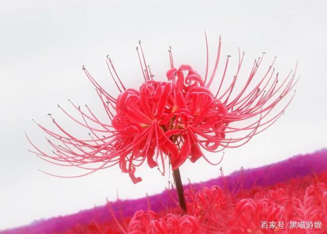 碧蓝航线圣杯战争第7话解读：中途岛事件再现半黑化企业毁天灭地