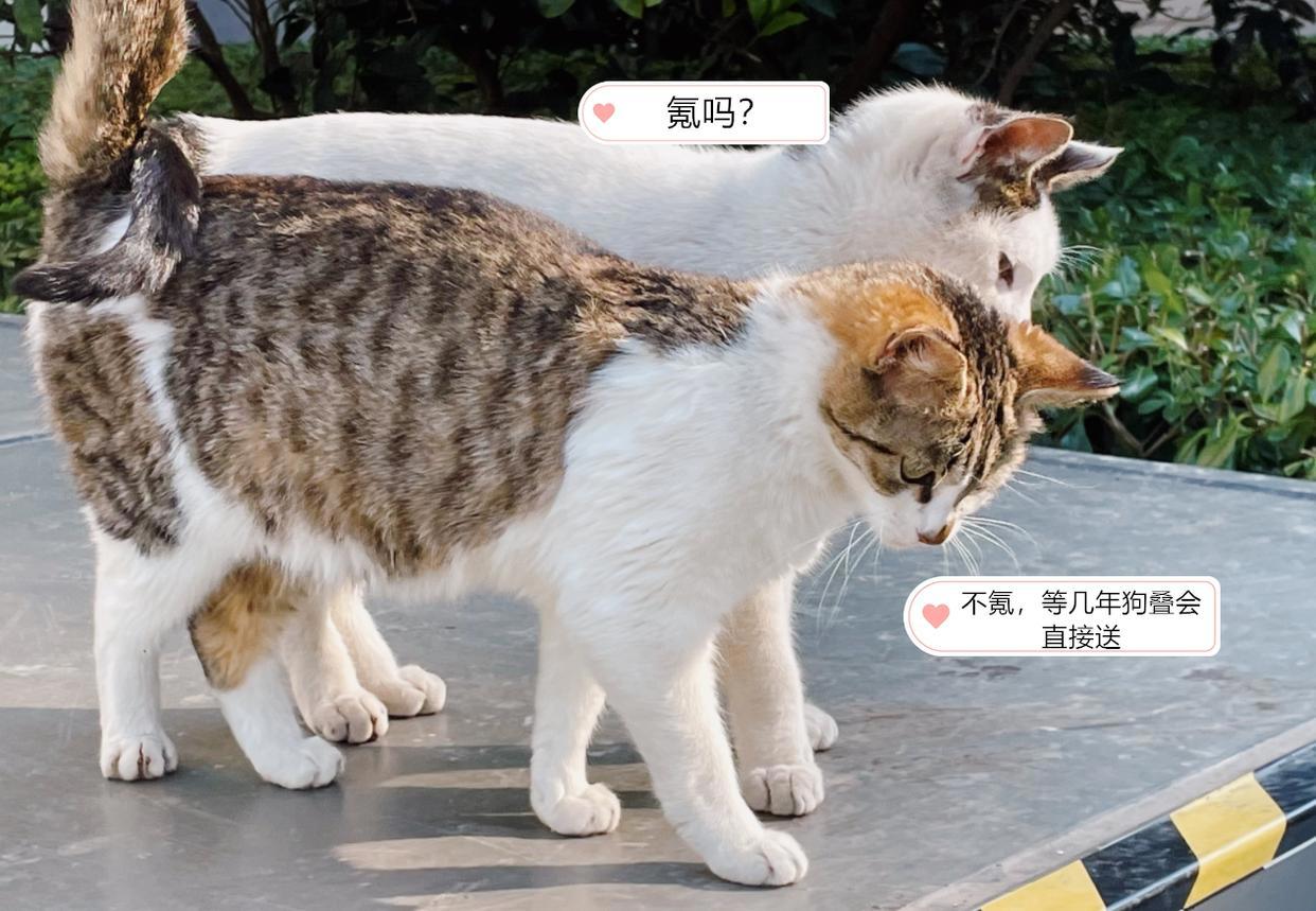 闪耀暖暖:神奇的套装,它融合了两种风格,看起来却不会奇怪