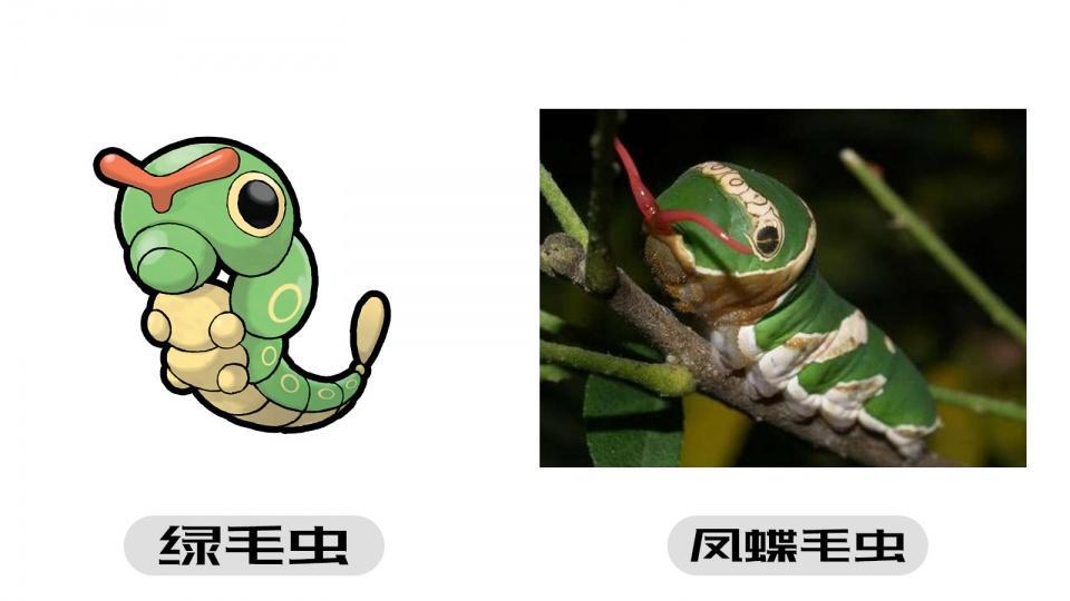 《精灵宝可梦》的宝可梦真实存在,可能就在你身边