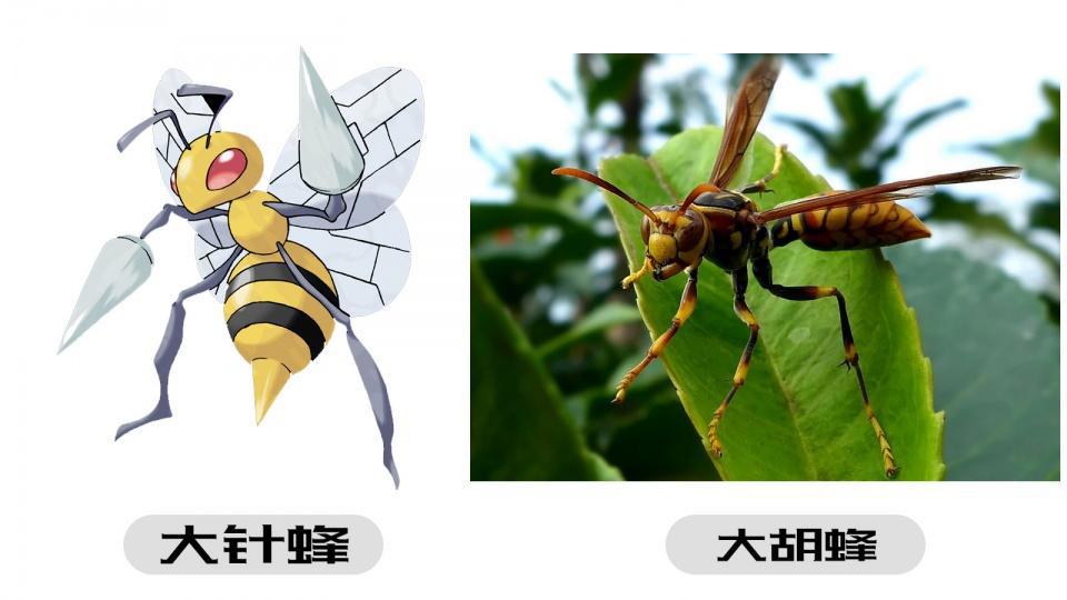 《精灵宝可梦》的宝可梦真实存在,可能就在你身边