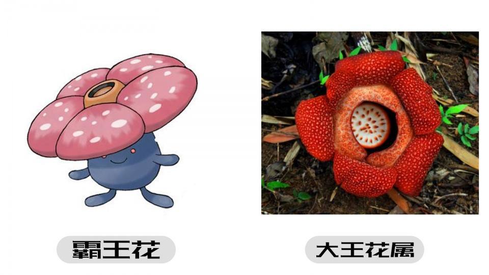 《精灵宝可梦》的宝可梦真实存在,可能就在你身边