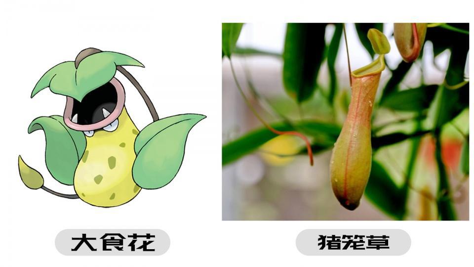 《精灵宝可梦》的宝可梦真实存在,可能就在你身边