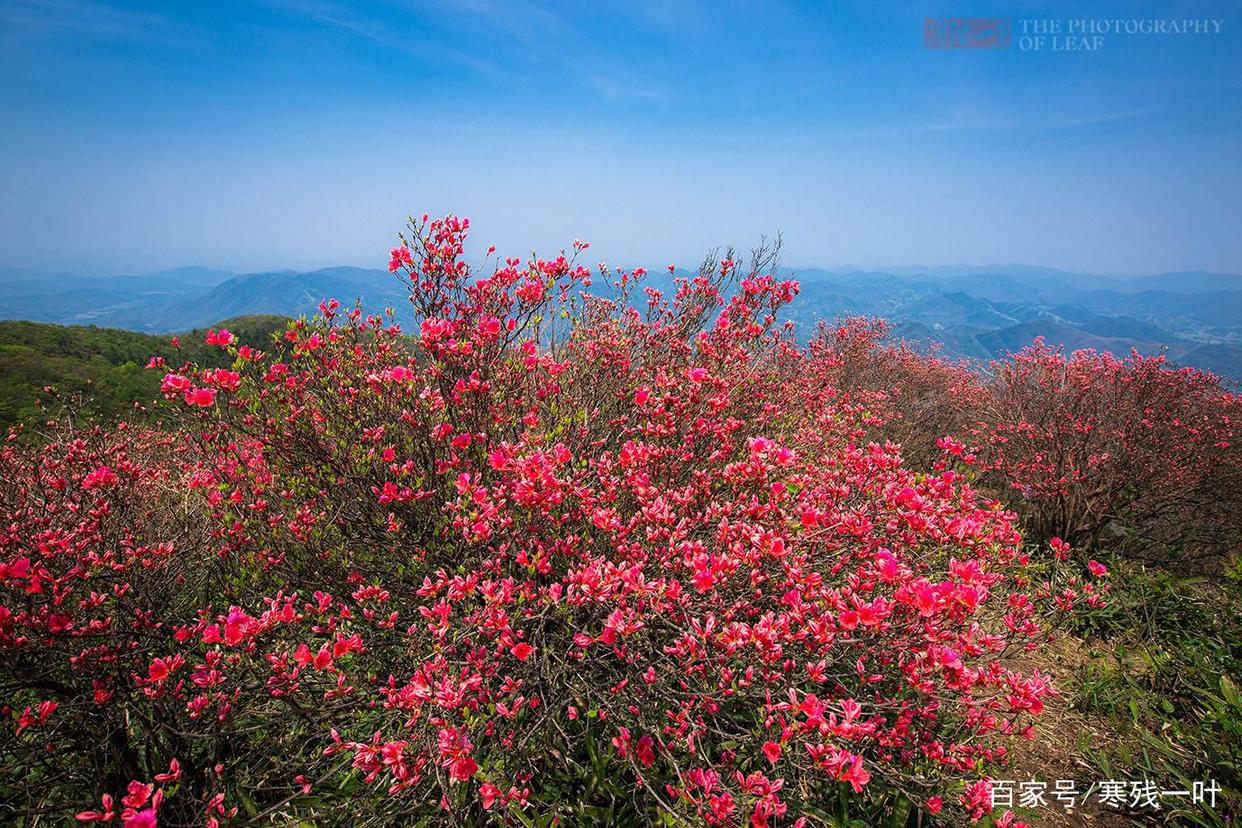 因一片花海刷爆朋友圈，浙江一个不靠旅游吃饭的小镇，成度假天堂
