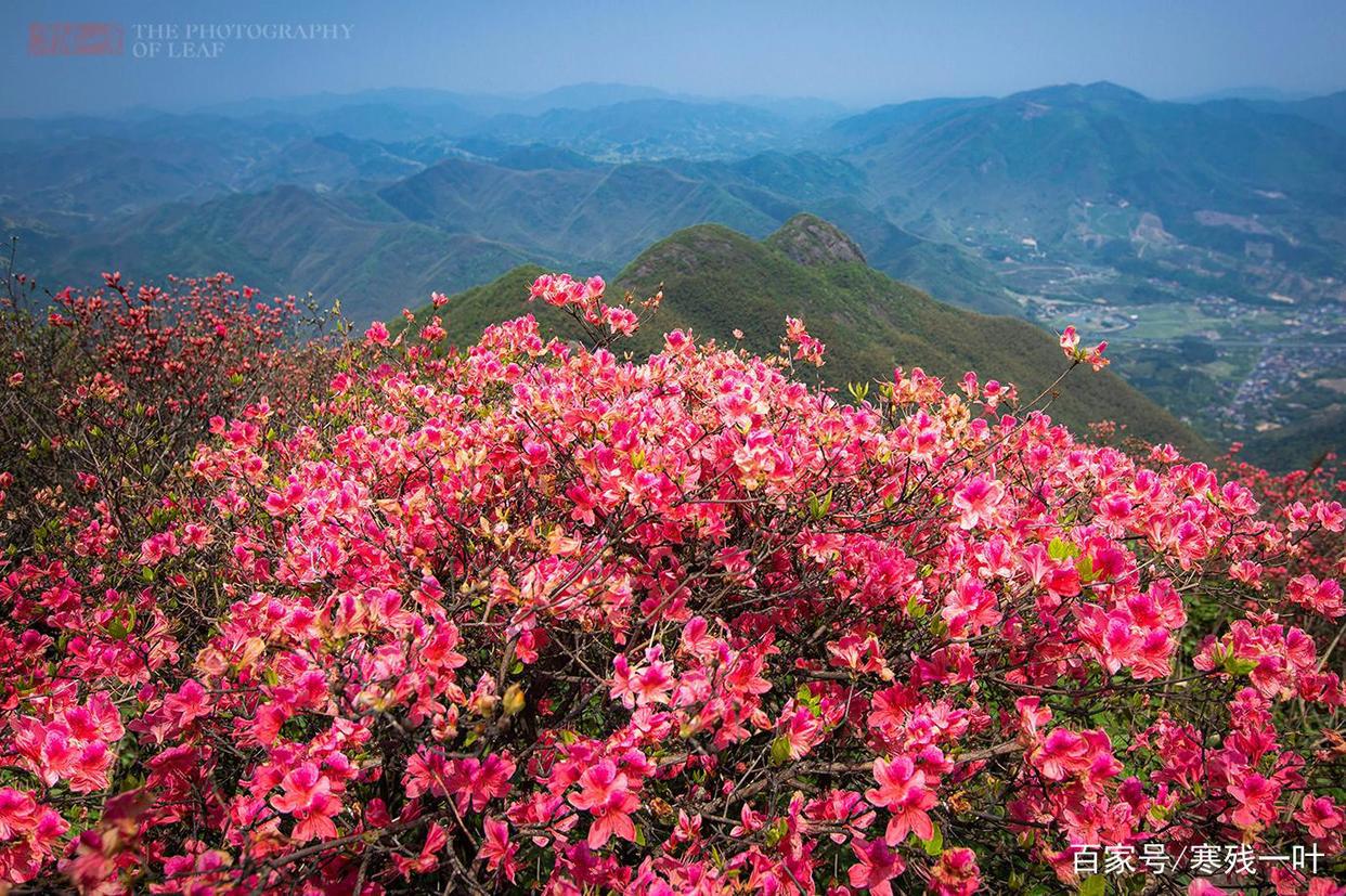 因一片花海刷爆朋友圈，浙江一个不靠旅游吃饭的小镇，成度假天堂
