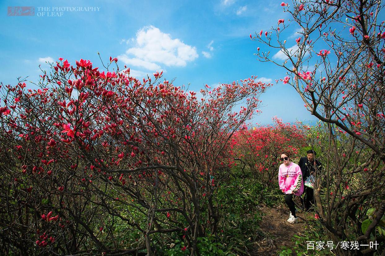 因一片花海刷爆朋友圈，浙江一个不靠旅游吃饭的小镇，成度假天堂