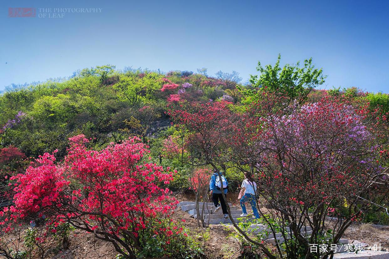 因一片花海刷爆朋友圈,浙江一个不靠旅游吃饭的小镇,成度假天堂