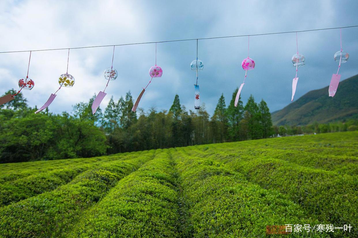 因一片花海刷爆朋友圈,浙江一个不靠旅游吃饭的小镇,成度假天堂