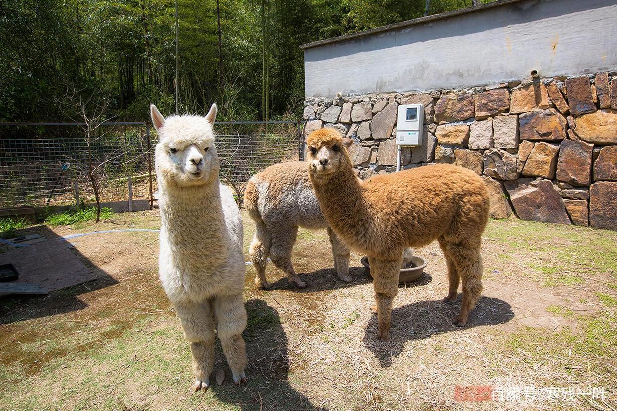 因一片花海刷爆朋友圈，浙江一个不靠旅游吃饭的小镇，成度假天堂